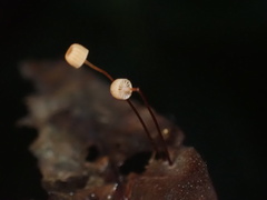 Mycena picta