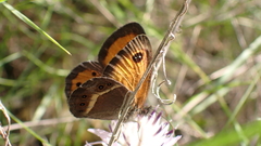 Pyronia bathseba