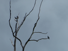 Lopholaimus antarcticus