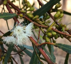 Eucalyptus leptophylla