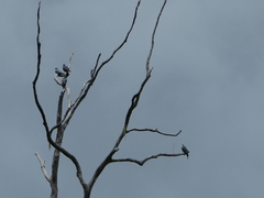 Lopholaimus antarcticus