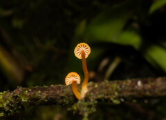 Mycena acicula