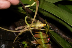 Brassia arcuigera