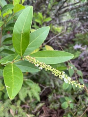 Citharexylum caudatum