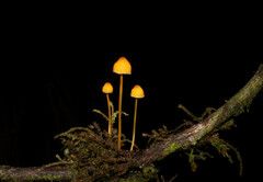 Mycena acicula