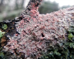 Marchandiomyces corallinus