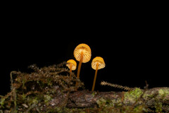 Mycena acicula