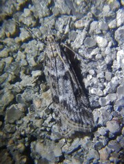 Eudonia angustea
