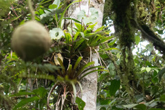 Guzmania rhonhofiana