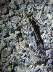 Eudonia angustea