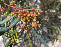 Eucalyptus leptophylla