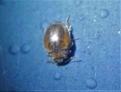 Rhyzobius chrysomeloides