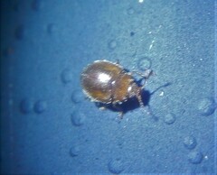 Rhyzobius chrysomeloides