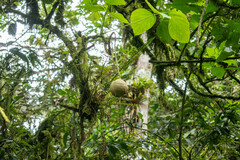 Erythrina megistophylla