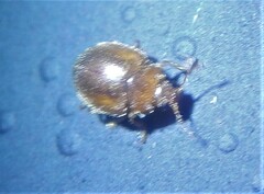 Rhyzobius chrysomeloides