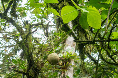 Erythrina megistophylla