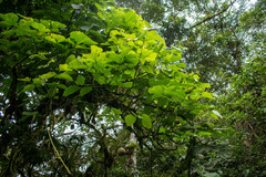 Erythrina megistophylla