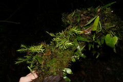 Phlegmariurus linifolius