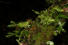 Phlegmariurus linifolius