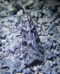 Eudonia angustea