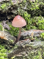 Mycena purpureofusca
