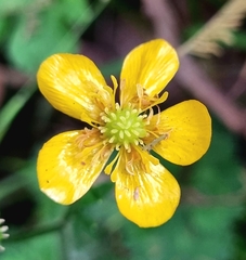 Ranunculus repens