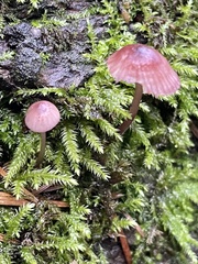 Mycena purpureofusca