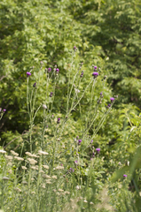 Carduus collinus