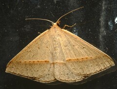 Epidesmia tryxaria