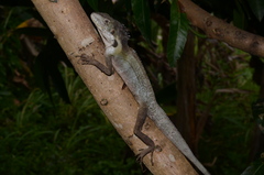 Hypsilurus papuensis