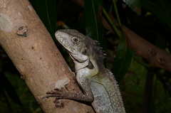 Hypsilurus papuensis