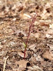 Neottia bifolia
