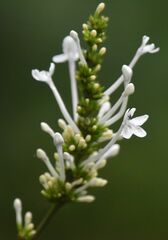 Pseuderanthemum ludovicianum