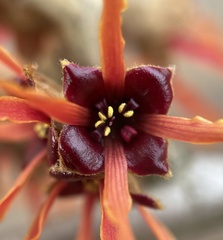 Hamamelis × intermedia