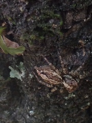 Asaphobelis physonychus