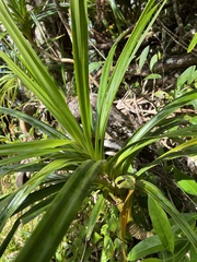 Freycinetia arborea
