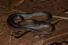 Stegonotus reticulatus