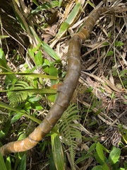 Freycinetia arborea