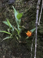 Elleanthus aurantiacus