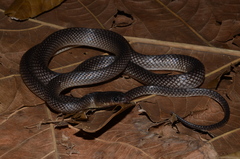 Stegonotus reticulatus
