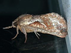 Elhamma australasiae