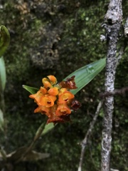 Elleanthus aurantiacus