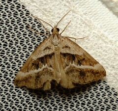 Dichromodes stilbiata