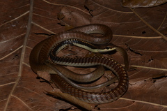Dendrelaphis calligaster