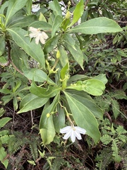 Scaevola gaudichaudiana