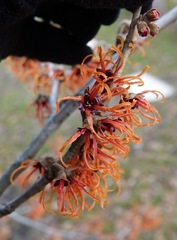 Hamamelis × intermedia