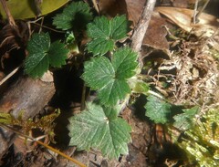 Potentilla sterilis