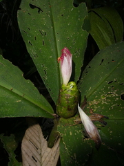 Costus malortieanus