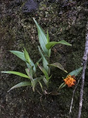 Elleanthus aurantiacus