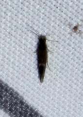 Glossosomatidae